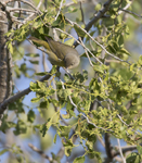 Nashville Warbler 7403